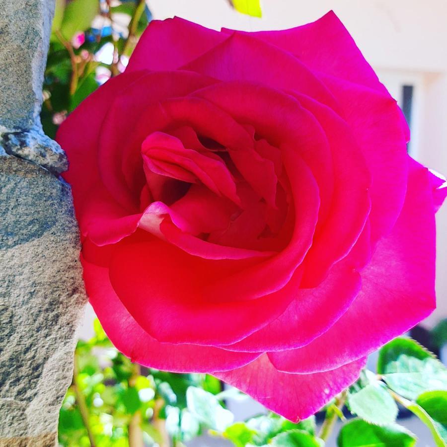 Red Rose Portoroz